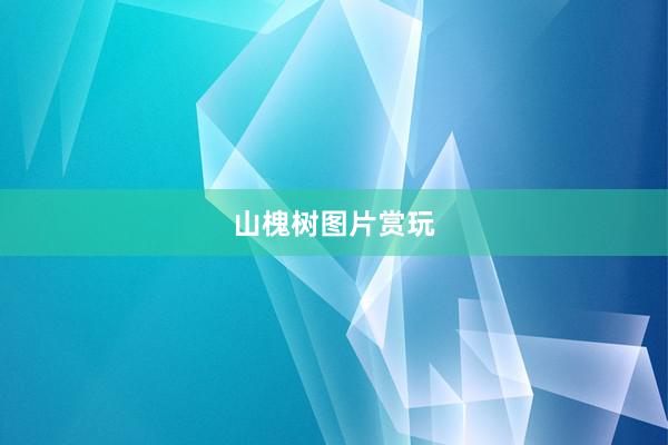 山槐树图片赏玩